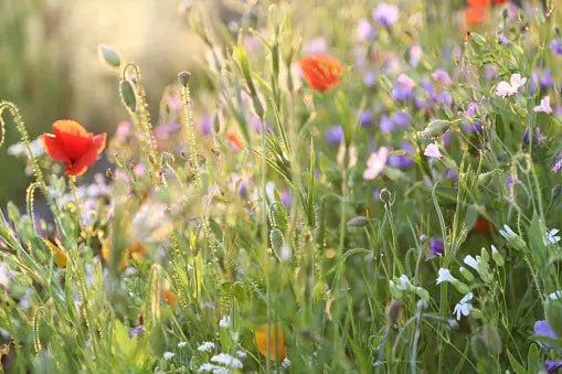 Wildflowers