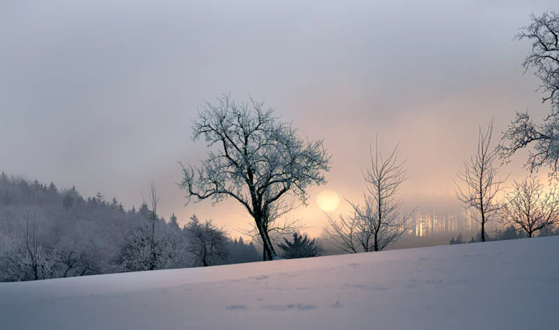 Winter Morning